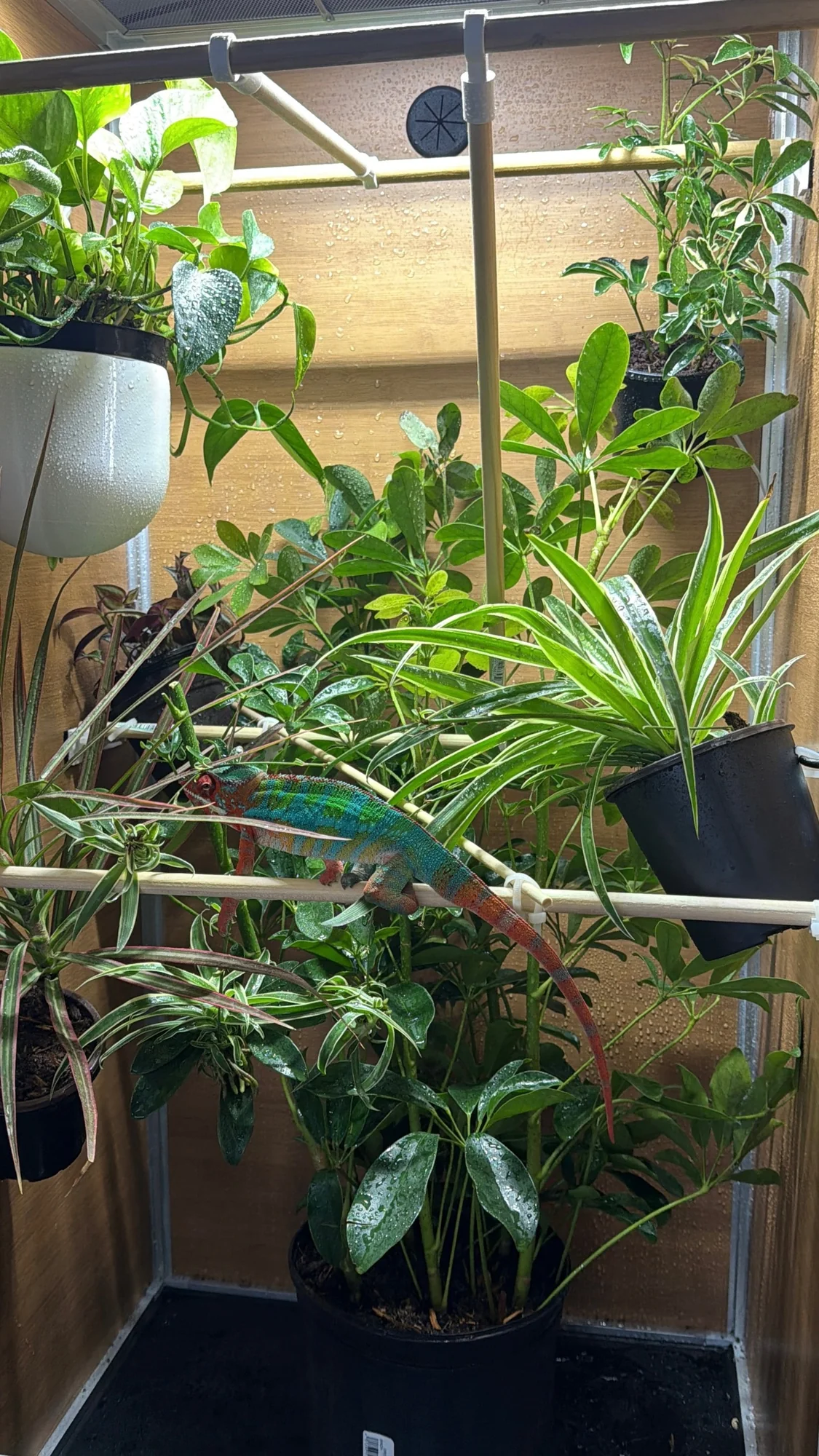A panther chameleon among live plants and climbing branches