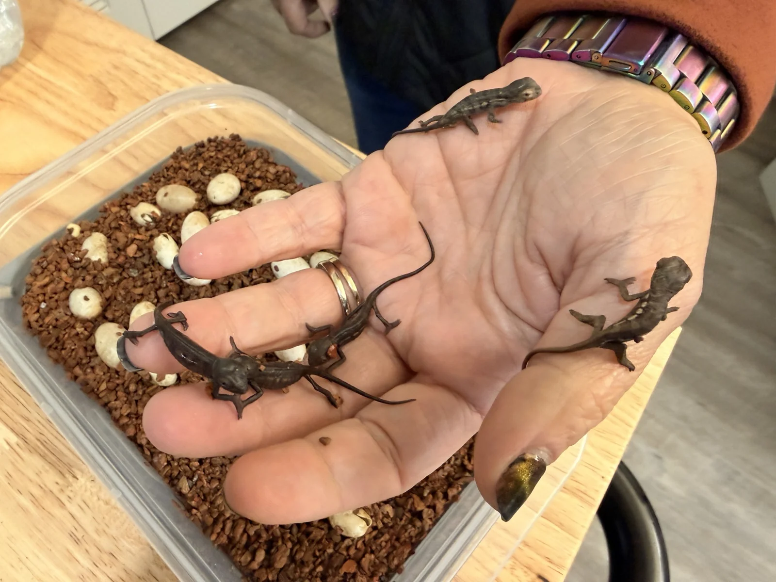 Panther chameleon hatchlings resting on an open hand beside their incubation container
