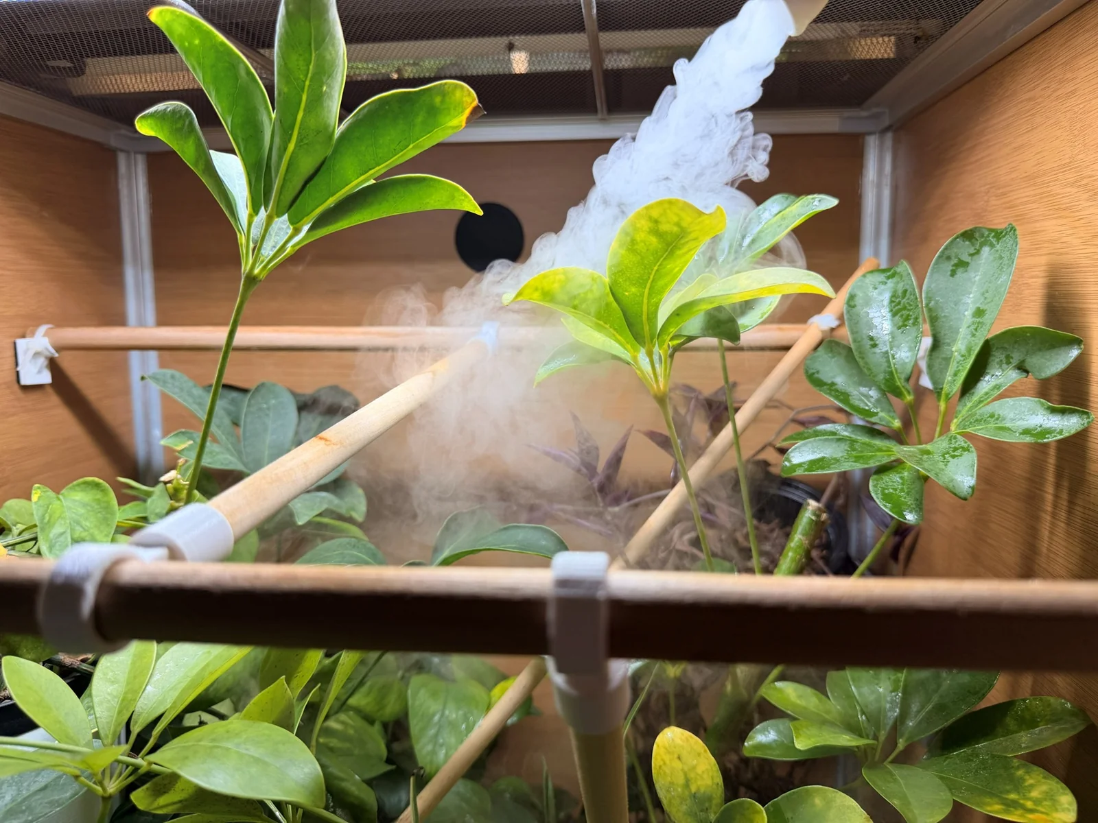 Fog flowing among live plants and climbing branches inside a chameleon enclosure