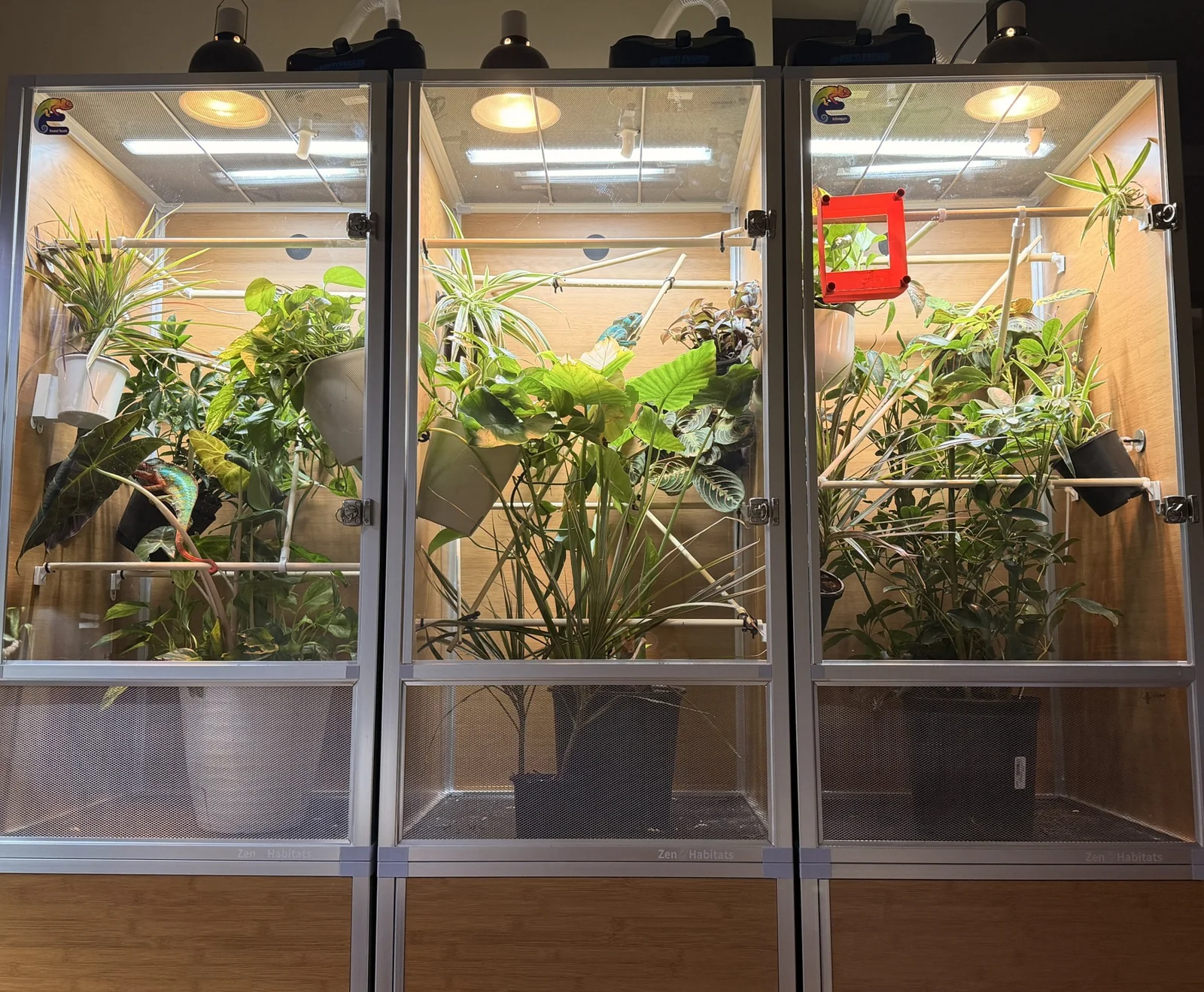 Basking lamps and linear lighting above three planted chameleon enclosures