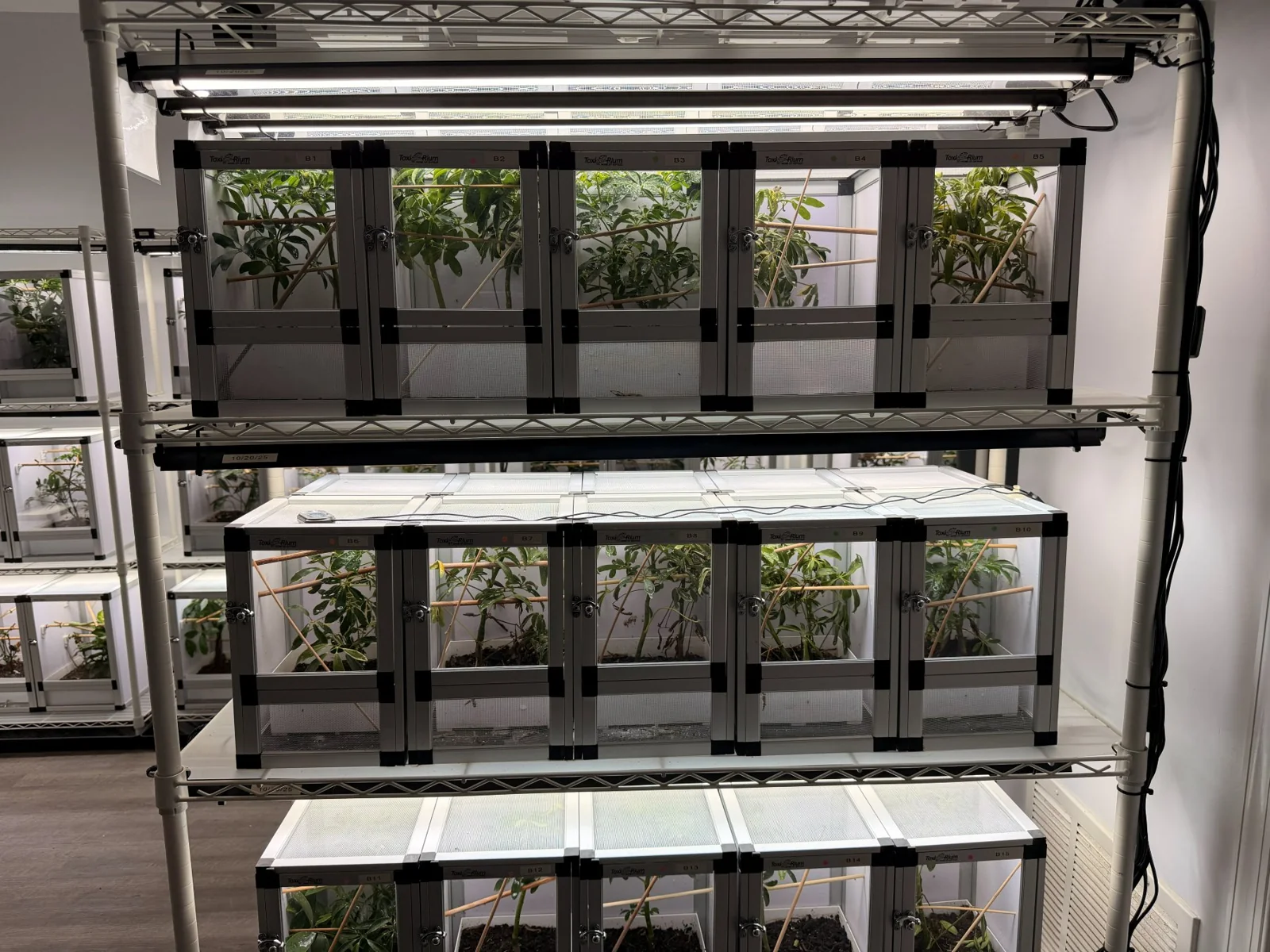 A labelled rack of individual planted enclosures, B1 through B15, under linear lighting