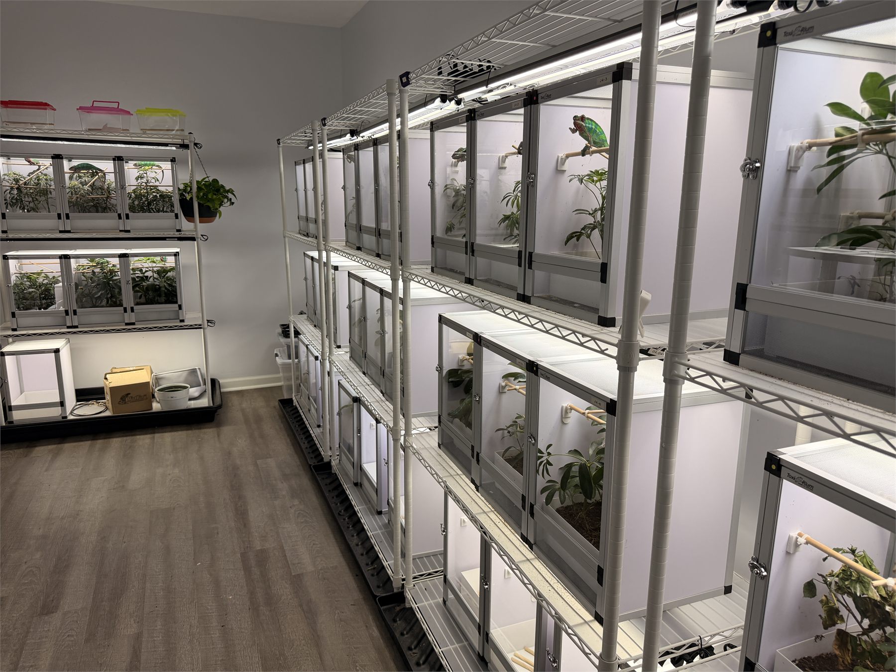 Individual planted enclosures inside the EctothermInc breeding room