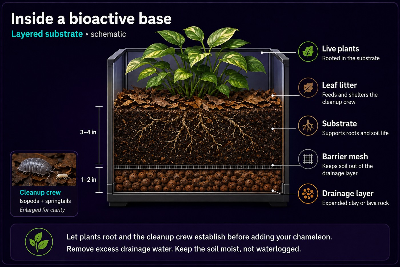 Cross-section of a bioactive substrate build. From the bottom up: a one to two inch drainage layer of expanded clay balls, a barrier mesh that keeps soil out of the drainage layer, three to four inches of substrate supporting plant roots and soil life, a covering of leaf litter that feeds and shelters the cleanup crew, and live plants rooted through it. An inset shows an isopod and a springtail, enlarged for clarity.