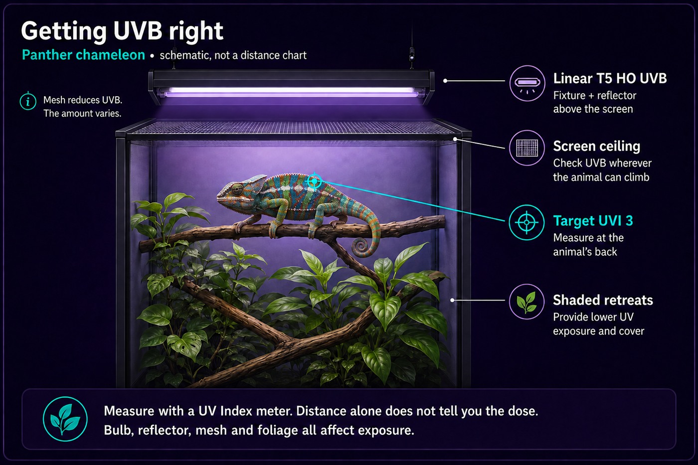 Schematic of UVB placement over a chameleon enclosure, labelled as a schematic rather than a distance chart. A linear T5 HO fixture with a reflector sits above the screen ceiling. A chameleon basks on a branch below, with a target marker on its back reading UVI 3, measured at the animal’s back. Labels note that mesh reduces UVB by a varying amount, that UVB should be checked wherever the animal can climb including the screen ceiling, and that shaded retreats give lower exposure. A footer reads: measure with a UV Index meter, distance alone does not tell you the dose, and bulb, reflector, mesh and foliage all affect exposure.