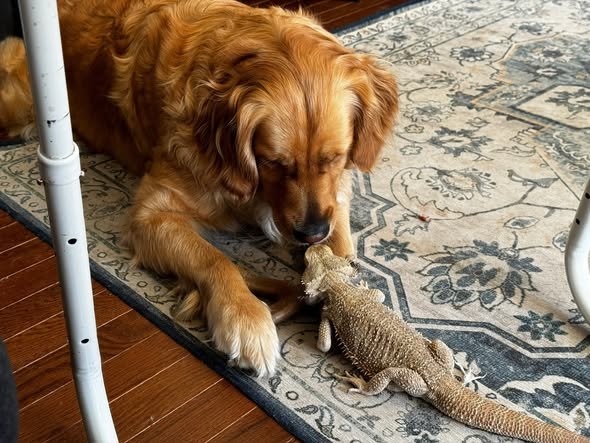 Indy, a golden retriever, touching noses with Don Reynaldo on a patterned rug