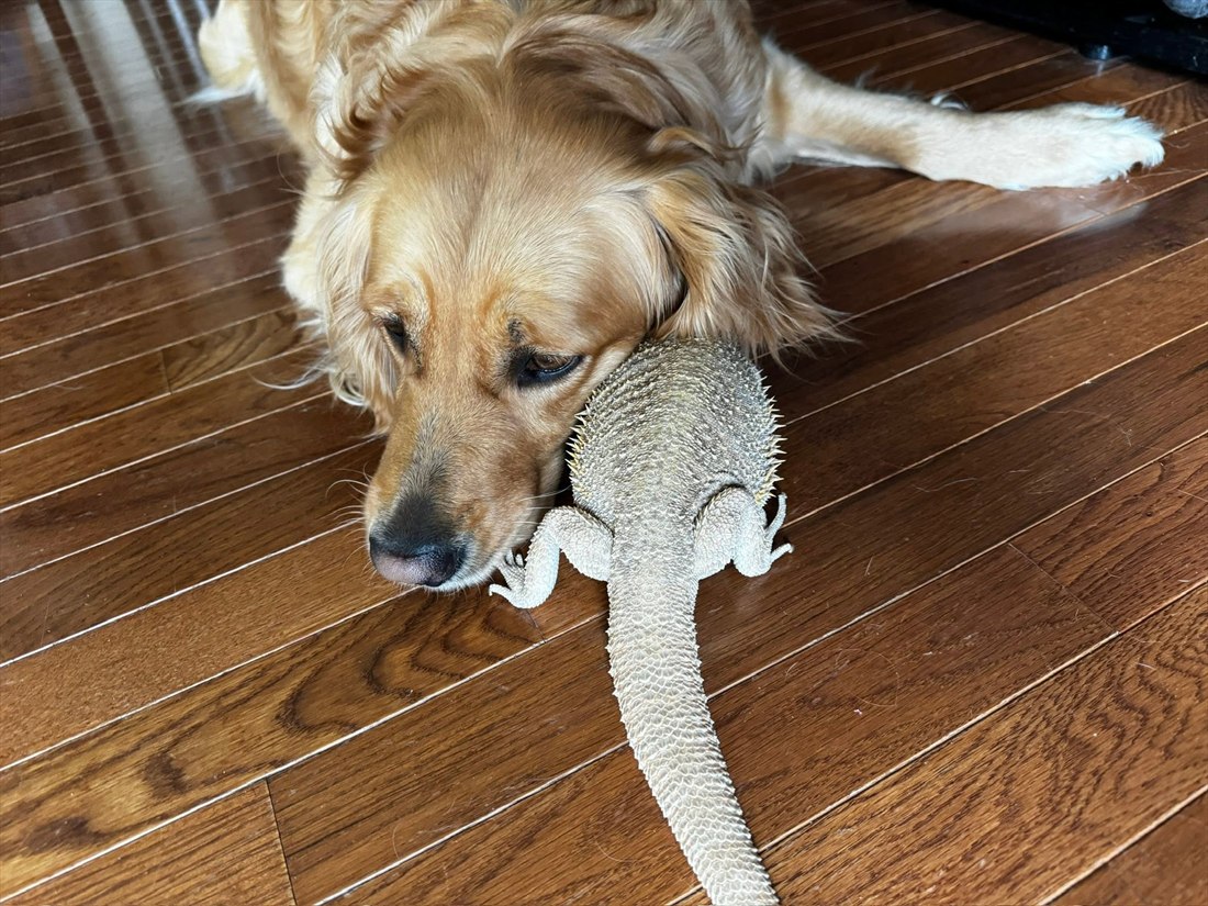 Indy lying on the floor with her head resting beside Don Reynaldo, the two of them curled up together