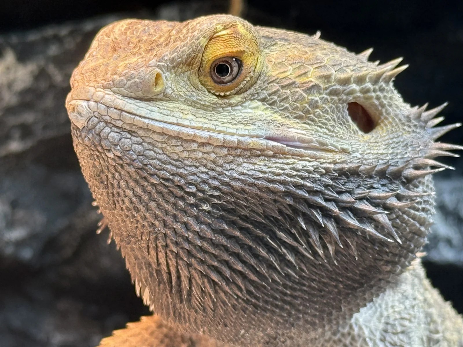 Close-up portrait of Don Reynaldo, a bearded dragon, showing his spiny beard and amber eye