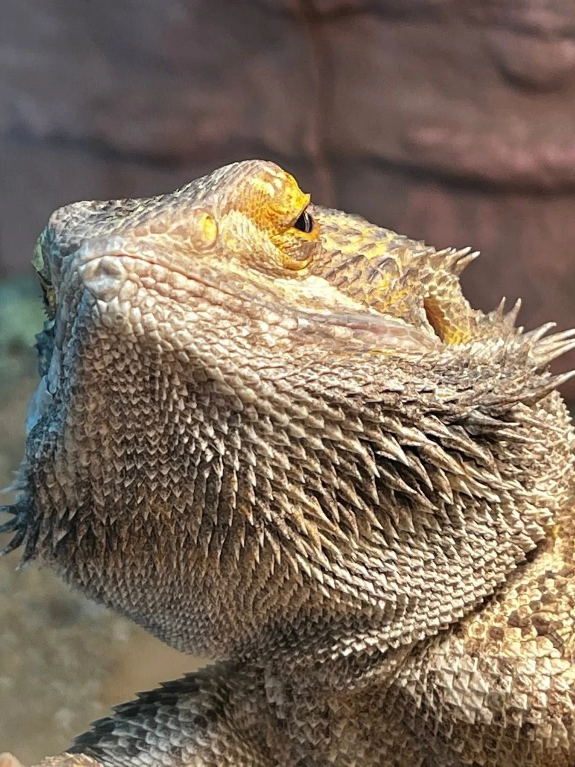 Don Reynaldo, a bearded dragon, with his head raised and his spiny beard fanned out