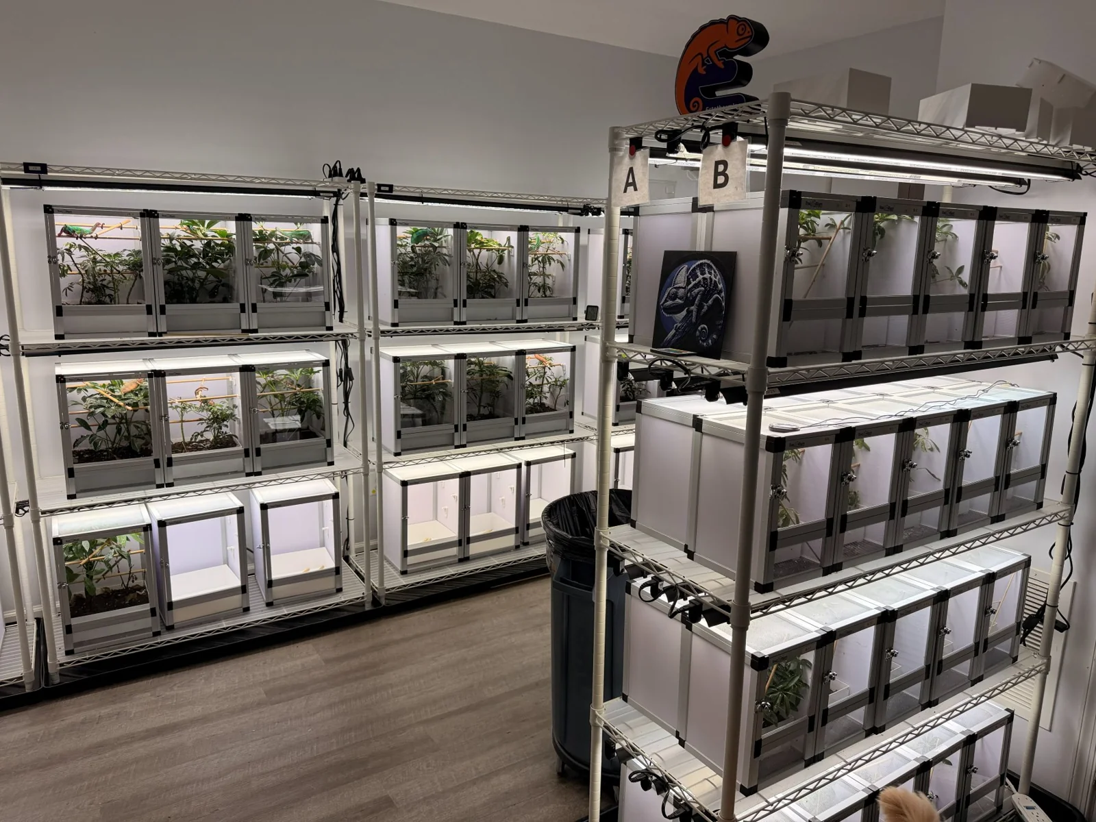 Two racks of individual chameleon enclosures, labelled A and B, each planted and separately lit