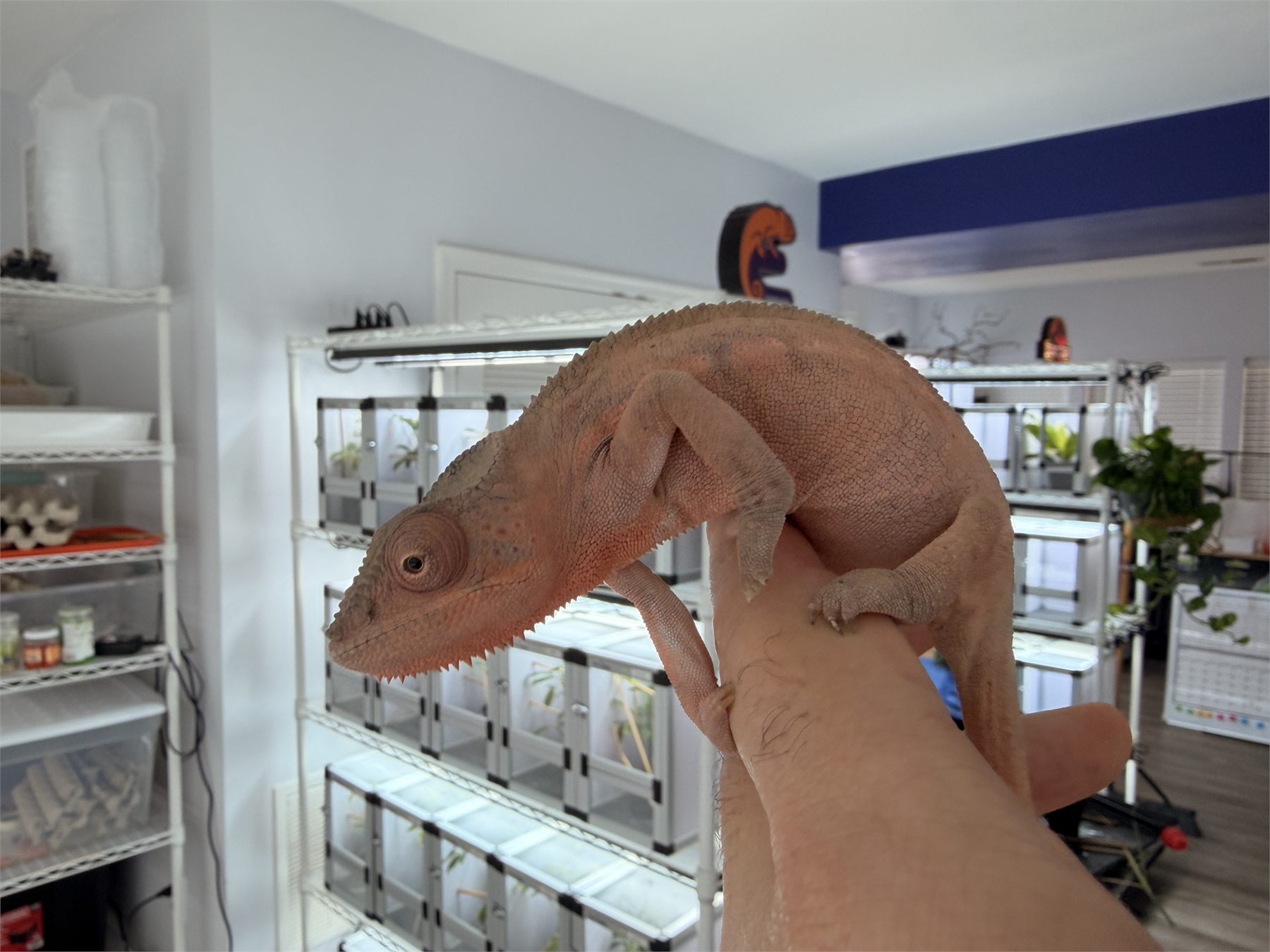 A panther chameleon on a keeper’s hand inside our breeding room