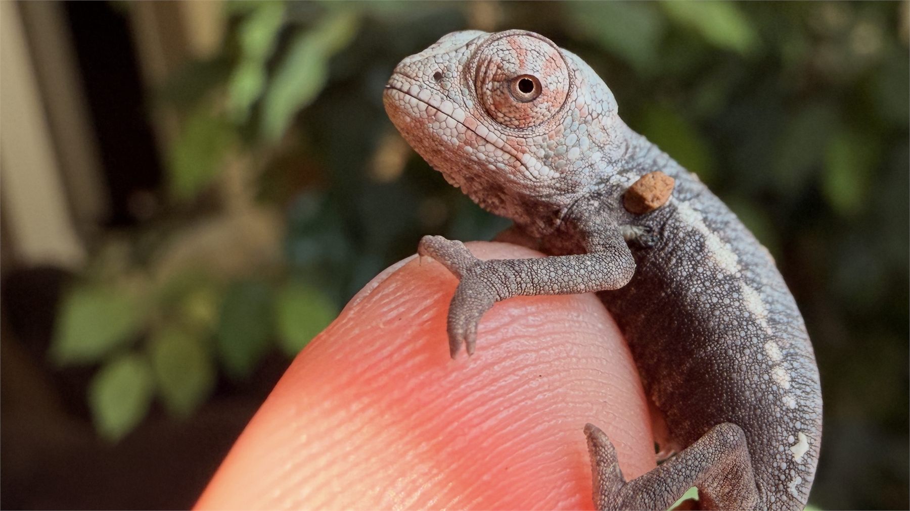 A tiny panther chameleon resting on a fingertip