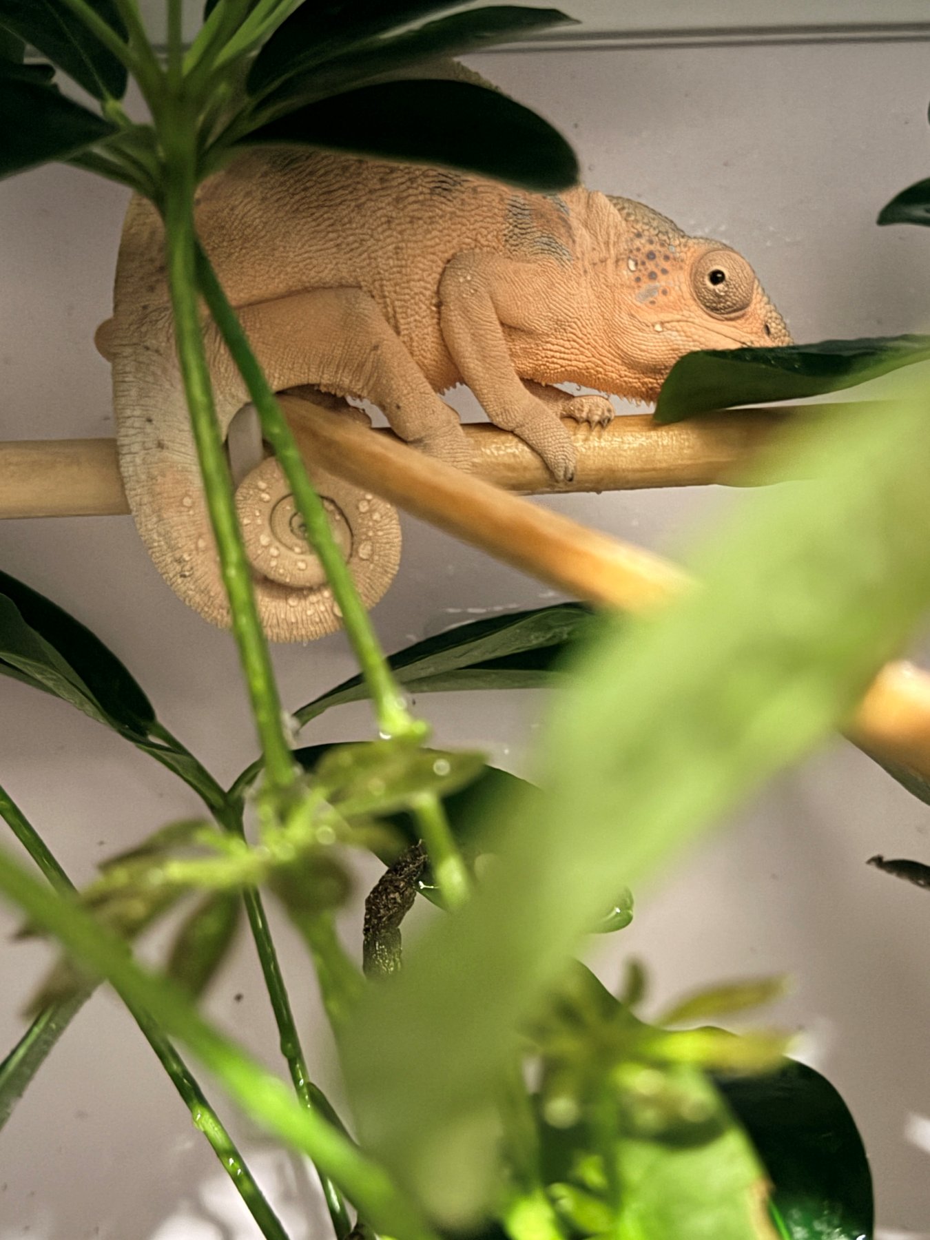 A chameleon among leaves covered in water droplets