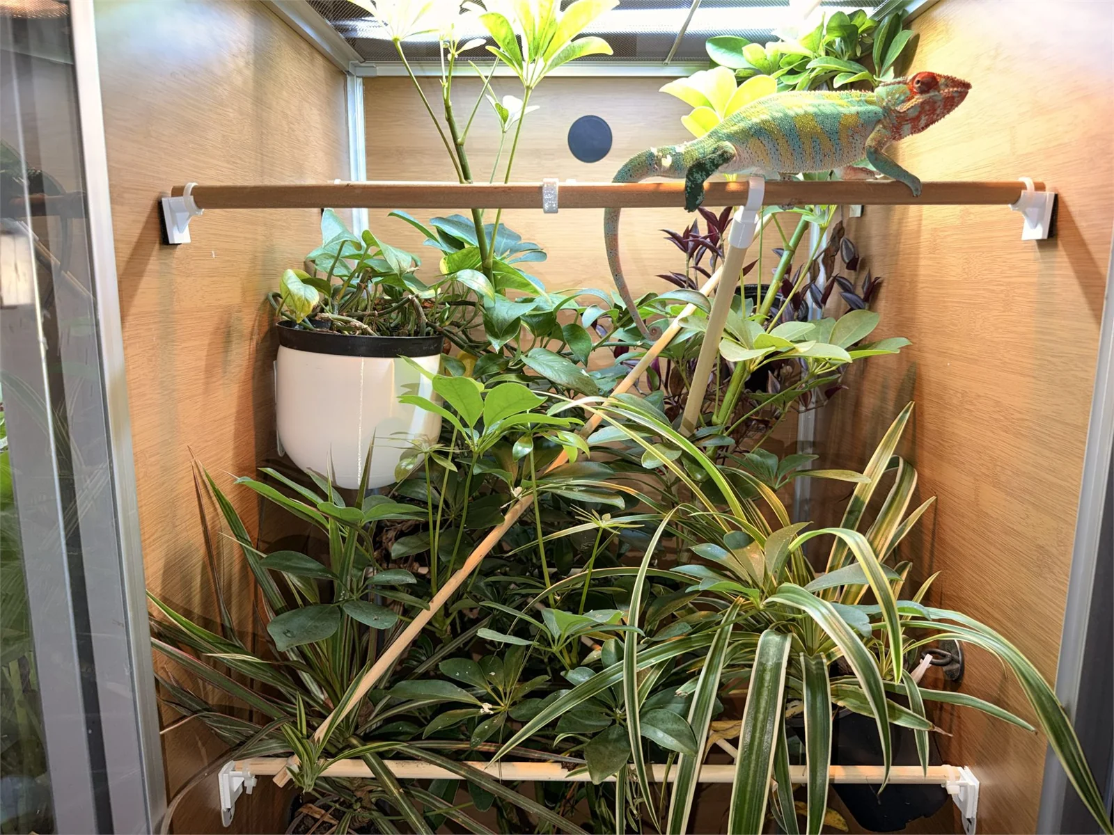Plants and branches inside a bioactive chameleon enclosure