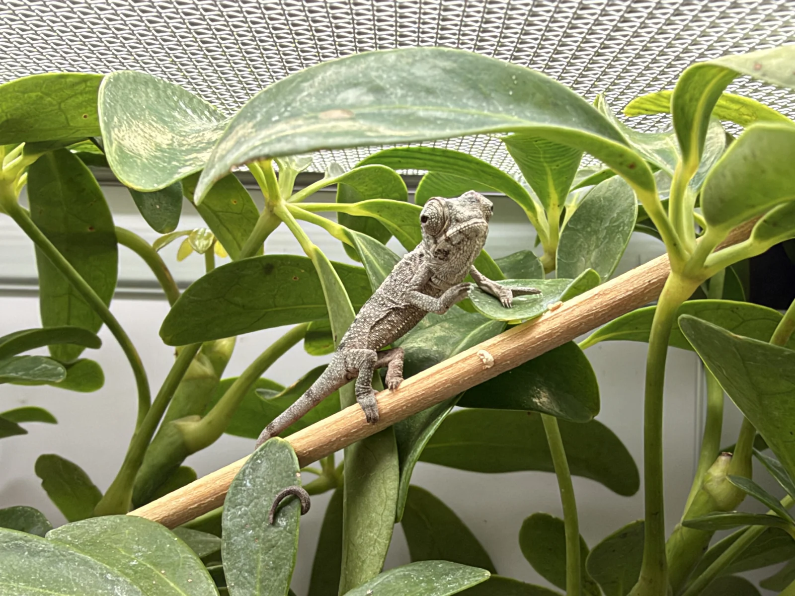 Young chameleon on a wooden perch among green leaves