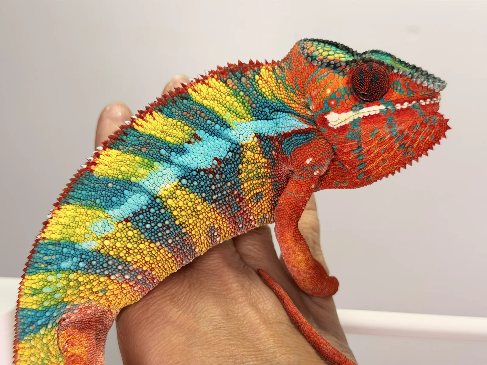Colorful panther chameleon supported on a keeper's hand