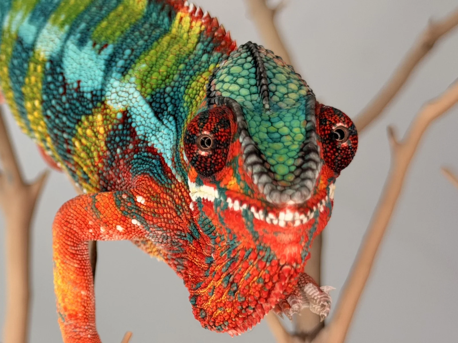 Close-up of a colorful panther chameleon facing the camera on a branch
